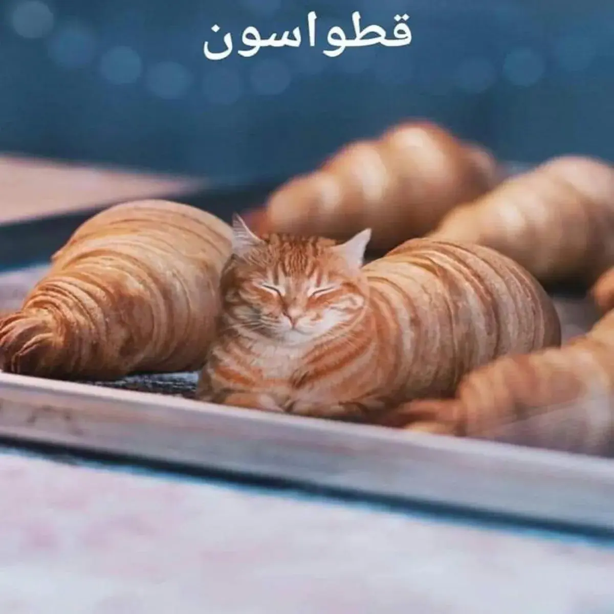 قطة برتقالية نائمة بين قطع الكرواسون ولونها يشبهها