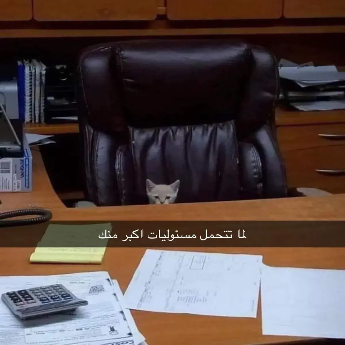 قطة صغيرة جالسة على كرسي مدير ضخم خلف مكتب