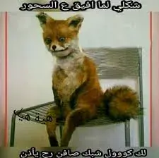 ثعلب محنط بنظرة نعسانة جالس على كرسي