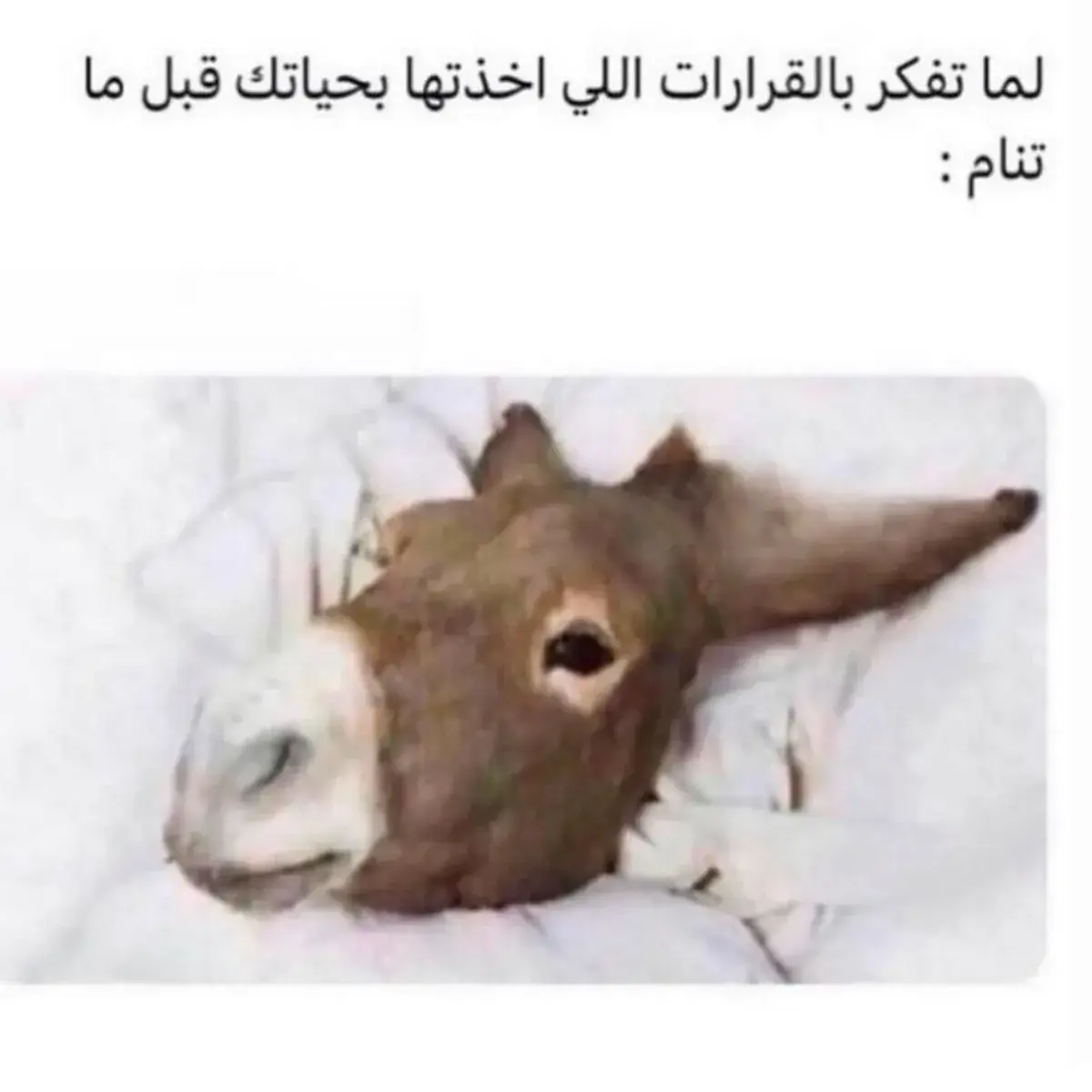 حمار مستلقٍ على السرير ورأسه على المخدة