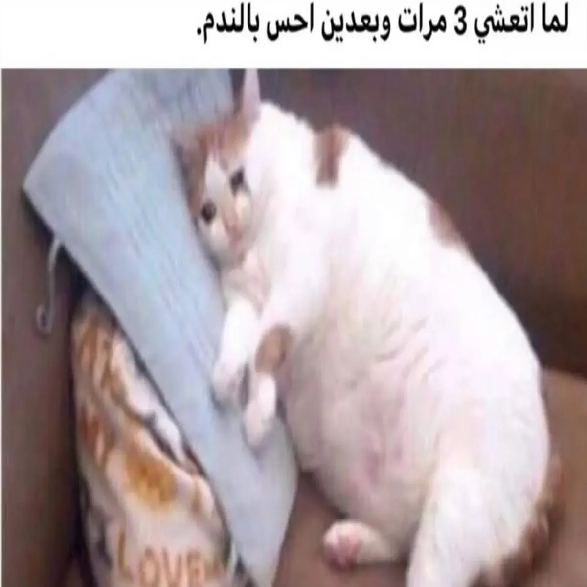 قطة سمينة تحتضن وسادة بحزن