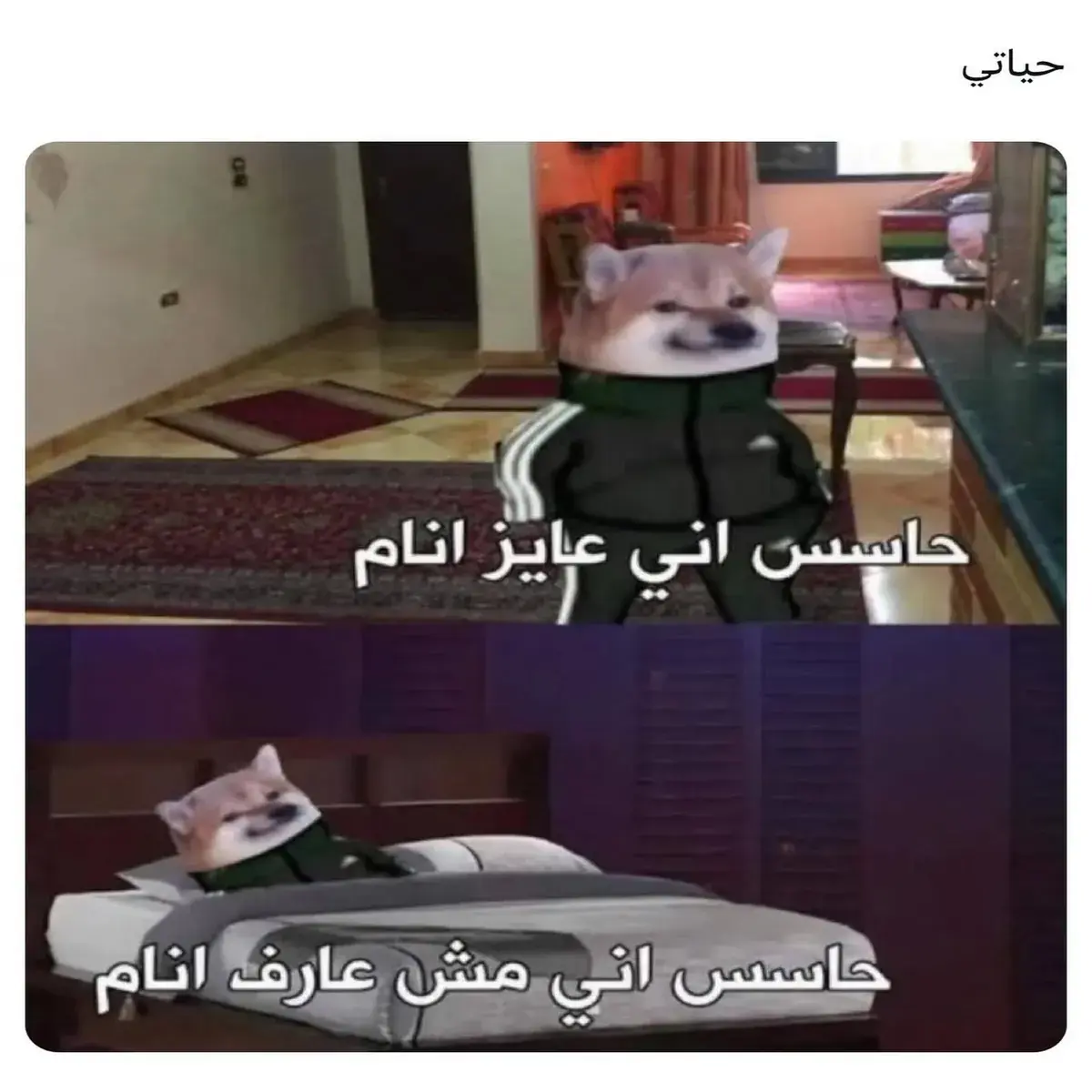 الكلب تشيمز بملابس رياضية في لقطتين: واقف ثم مستلقٍ على السرير