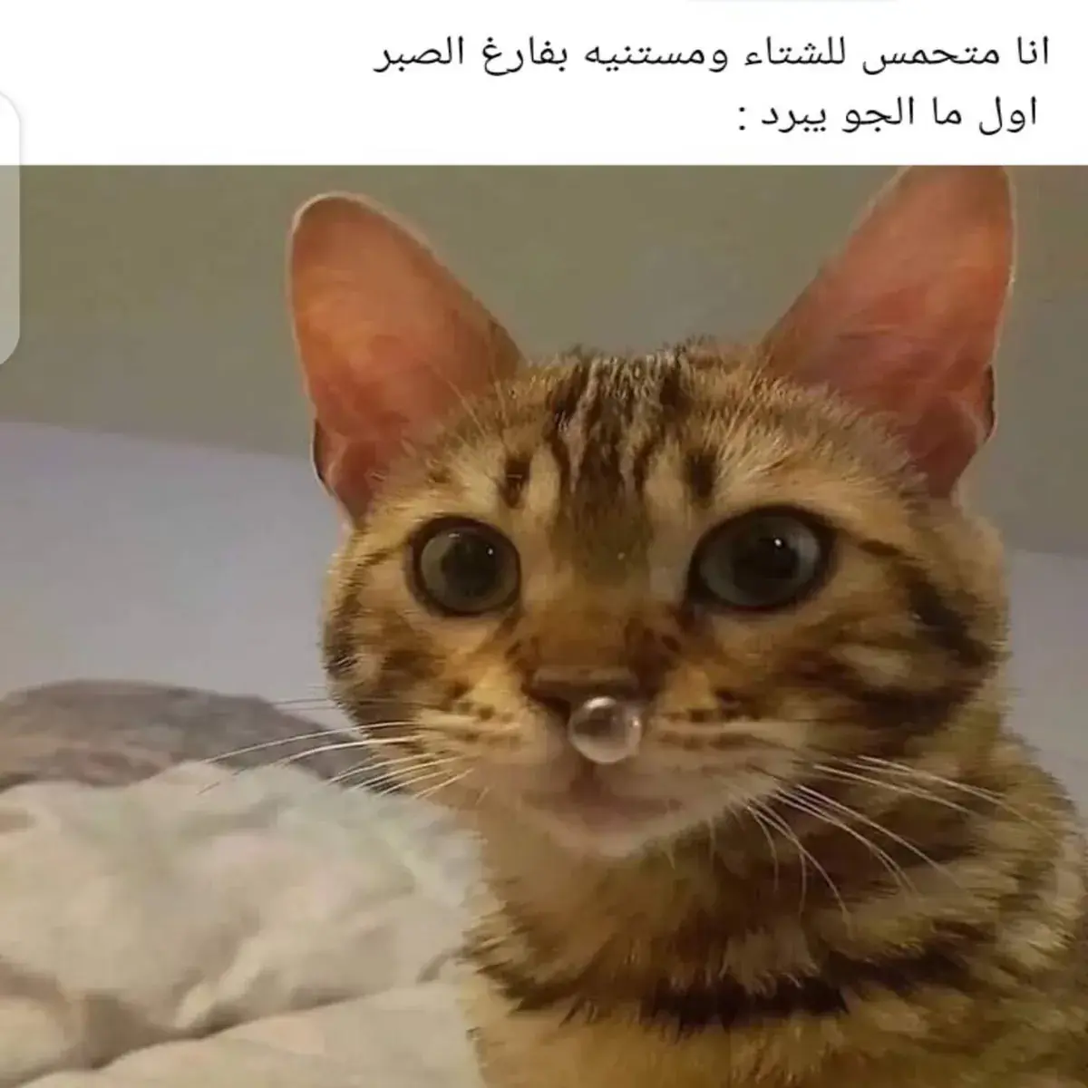 قطة تنظر للكاميرا وأنفها يسيل من البرد