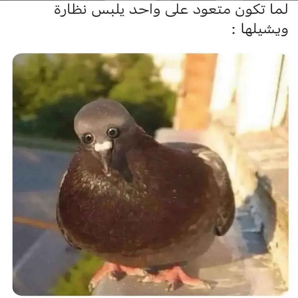 حمامة بعيون صغيرة جداً تنظر للكاميرا عن قرب