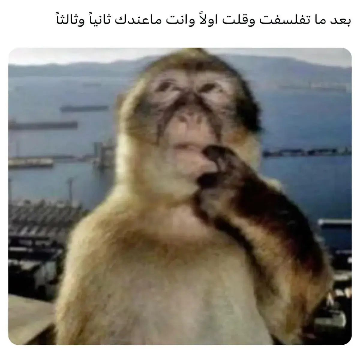 قرد يضع يده على فمه وكأنه يفكر بتوتر