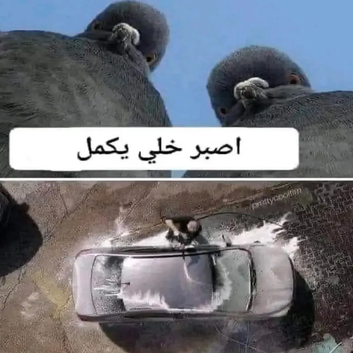 حمامتان تراقبان من فوق رجلاً يغسل سيارته