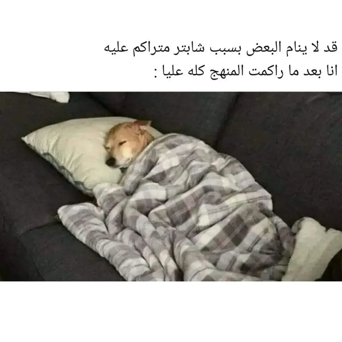 كلب نائم براحة تامة تحت بطانية