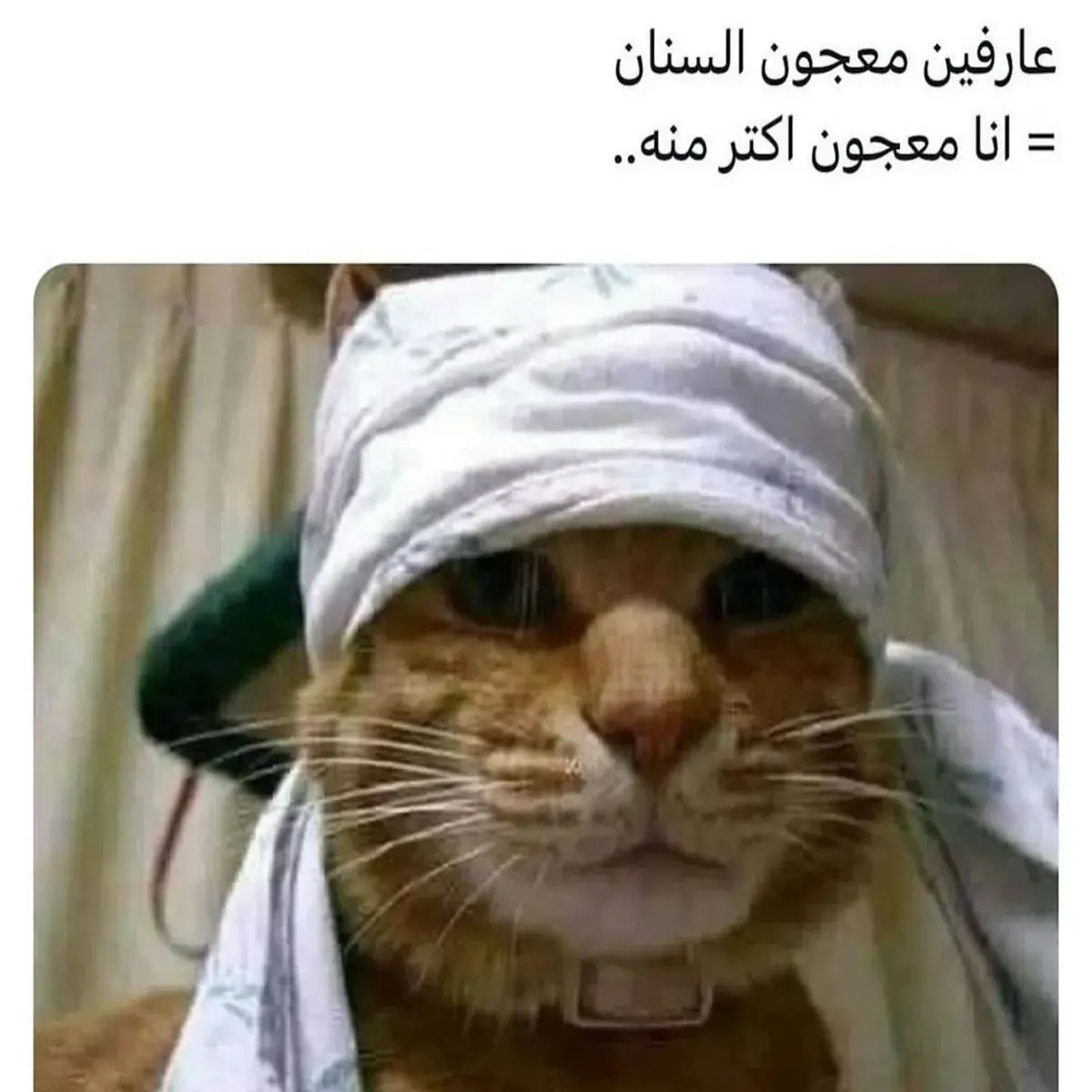 قطة ملفوف رأسها بقطعة قماش وتبدو متعبة